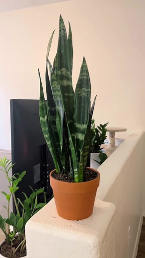 alice (@alicellani)’s videos with original sound - alice