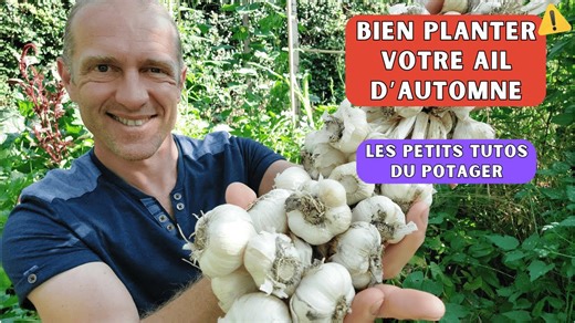 C’est le moment idéal pour planter votre ail d’automne! [Petit tuto potager]