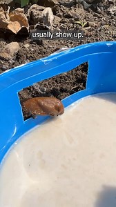 72K views · 240 reactions | Recipe for a slug trap 狼 | Clever Life Hacks | Facebook