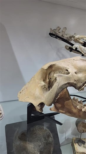 Russian Cave Lion Skull (Panthera spelaea) | Russia 🦁❄️ Once roaming across vast stretches of Eurasia during the Ice Age, the powerful cave lion (Panthera spelaea) was one of the largest big cats to ever live. Closely related to today’s lions, these impressive predators were even larger than modern African lions. Around 10,000 years ago, they vanished from the planet, leaving behind rare fossils that give us a glimpse into the world of the Ice Age. Available at Instonefossils.com