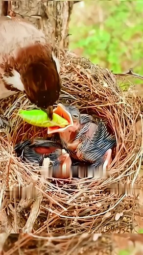 Baby Bird Choking on a Big Worm - Funny Bird TikTok Video