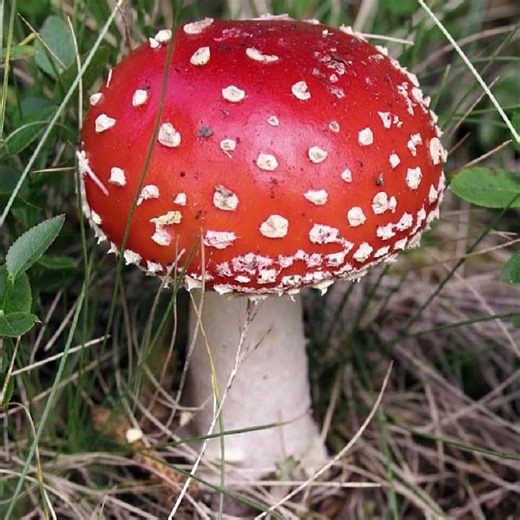 Super Mario Mushroom Sound Effect