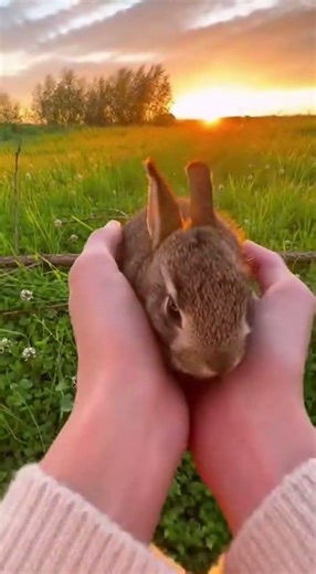 Women Saves Helpless Rabbit in The Forest #wildlife