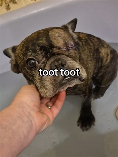 homerspughouse 🇨🇦 (@homerspughouse)’s videos with original sound - homerspughouse 🇨🇦