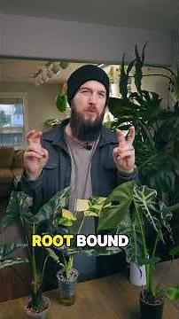 What does a plant being “rootbound” actually mean? #plantcare #plantcaretips #houseplants #plants