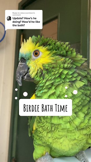 Cracker's First Bath Transformation | Rescue Parrot Pet Grooming