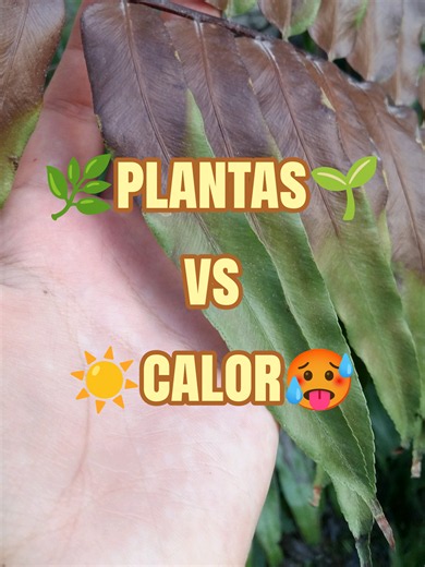 Las plantas también sufren con altas temperaturas, pero cada especie soporta límites diferentes, porque tienen adaptaciones dependiendo del ambiente en el que se desarrollaron 🙂‍↕️🌵🌱 qué ganas de ser una plantita, no? #plantas #fisiologia #datoscuriosos #oladecalor