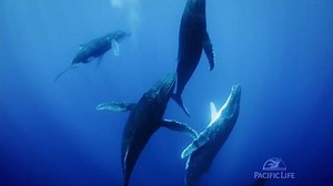 Pacific Life TV Spot, 'Choices'