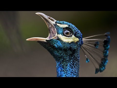 Qué Pasa con los Pavos Reales