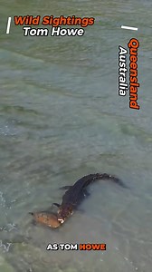 A massive saltwater crocodile hunted down a sea turtle just five metres from a beach before dragging it back out to sea. #turtle #crocodile #australia #wildlife #wildlifephotography | Wild Sightings