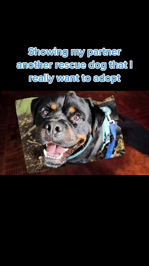 Find Your Perfect Rescue Dog Today!