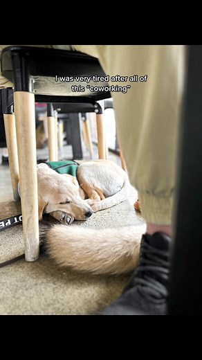 Put coworking in “” because human didnt actually get any work done. #servicedogintraining #trainyourdog #yellowlabpuppy #servicedogtraining
