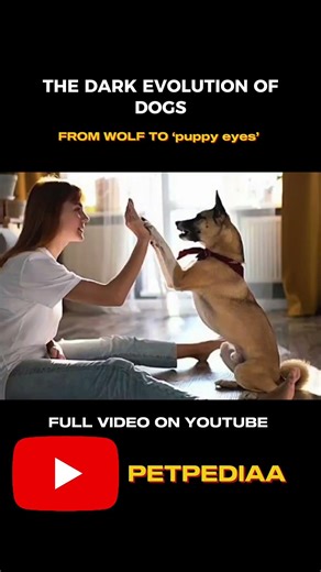 Evolution of dogs watch full video #petpediaa
