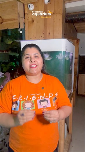 Have you ever seen a fish that hunts by shooting water? Meet the archer fish- nature’s sharpest shooter ! #puneaquariumshop #puneaquariumgallery #aquariumshopinpune #puneaquariumlovers #blessingsaquarium | The blessings aquarium shoppe