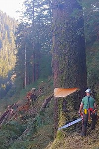512K views · 3.9K reactions | Cutting down tree in a dangerous area | World Knowledge | Facebook