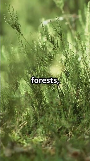 Chiggers: The Tiny Terrors Explained‼️