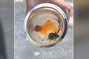 Woman freaks out after mouse rescue goes hilariously wrong