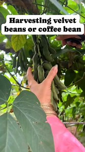 Harvesting velvet beans #beans #velvetbeans #harvest #harvesting #vegetables | Things around blogs