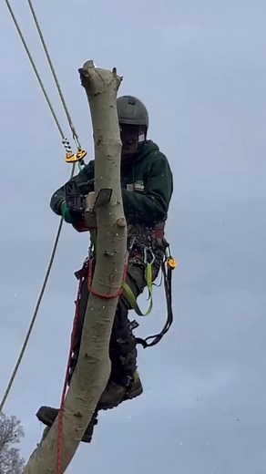 #tree #cuttingtrees #asmr #fyp #fyyyyyyyyyyyyyyyy
