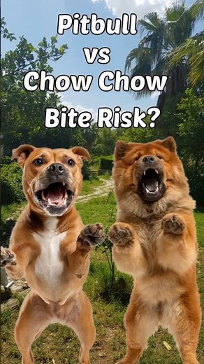 Pit Bull vs Chow Chow Which is The Stronger Bite Risk