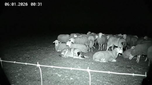Caught on Camera: Stunning Wildlife Wolf Night Footage