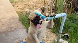 158K views · 7.1K reactions | This pug drinking from the water fountain is all of us on a hot day (via ViralHog) | Dose | Facebook