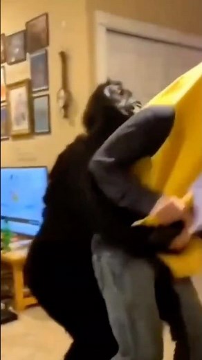 Gorilla Bodyslams Banana… #shorts #gorilla