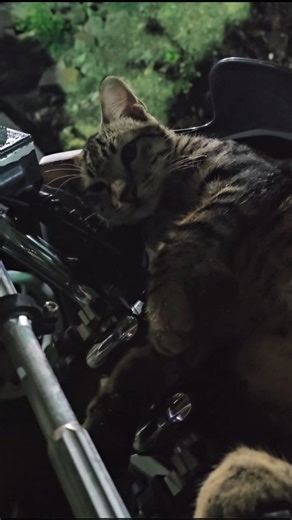 Galeri Video Kucing Indonesia on Instagram: "Minta dibawa pulang sekalian itu bang Cr: TT carloburn"