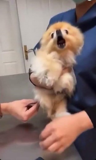 Dog scared of injection