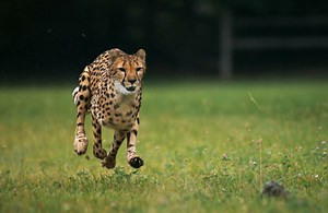 Cheetahs Running in Super Slow Motion