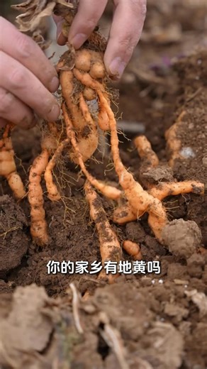 埋在地裡的金疙瘩很多人把它當成雜草#地黃#熟地黃 ✨知足常浴草本湯浴包 🌟深睡時皮膚自我修復提升68% 每天泡腳15分快速入睡不依賴藥物💤⬇️ https://s.shopee.tw/LXDvghP7z | 懂懂中藥