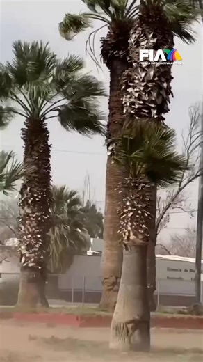 Ciudad Juárez bajo alerta | Vientos de 90 km/hr y tolvaneras en la frontera Fuertes ráfagas de viento azotan Juárez este mediodía, generando una capa de polvo que reduce la visibilidad a casi cero. Protección Civil pide no salir. Vientos de hasta 90 km/h han creado una visibilidad limitada en zonas críticas como la Plaza de la Mexicanidad y el muro fronterizo. Reporta Reynaldo Lara | Azteca Noticias