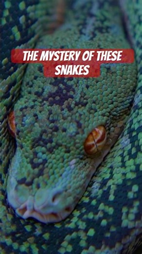 This snake changes colors?!!🚨🤯 #snake #reptiles