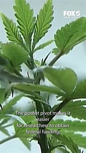 FOX 5 NY on Instagram: "The president's latest executive order Thursday intended to make paths toward medical marijuana research easier."