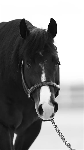 💙 Okay Blu… setting the bar high, as usual! 𝐕𝐀𝐑𝐒𝐈𝐓𝐘 𝐁𝐋𝐔 LTE: $285,071 2018 Bay Stallion 2X Run For A Million Qualifier – Trained and shown by Cade McCutcheon The American Performance Horseman Team Champion All American Quarter Horse Congress Open Derby Co-Champion Wimpy Chic x Flo N Blu Boon 6 Panel N/N . . . Standing at 6666 Ranch Owned by Bosque Ranch Performance Horses https://6666stallions.com/stallion/varsity-blu/ #VarsityBlu #reining #stallions #reiningstallions #bayhorse #perfo
