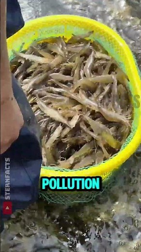 Biofloc Shrimp Farming Boom