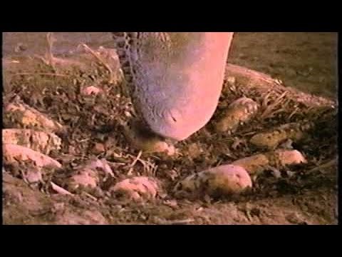 Opening to Tarzan 2000 VHS [True HQ]