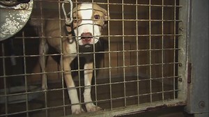 Detroit Animal Control responds to animal abuse allegations