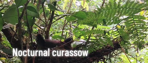 #curassow