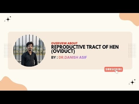 Overview about the reproductive tract of chicken #poultryfarming#reproductivehealth #subscribe#like