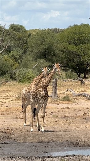 Giraffe Uses Friend As Scratch Post 🦒🌿 #giraffe #giraffelove | Wildest Kruger Sightings