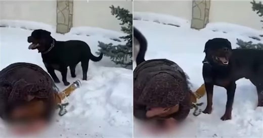 Russia: Viral video shows mother shielding child from Rottweiler attack; WATCH