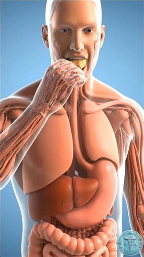 Digestive system 3d animation | Human anatomy #humanbody #anatomy #3danimation #sciencetok