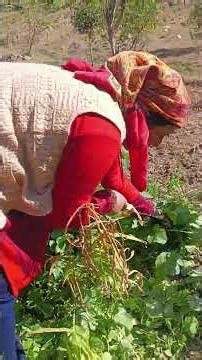 साग इतना ज्यादा हो गया की दराटी से काटना पड़ रहा है 😱😱🥰