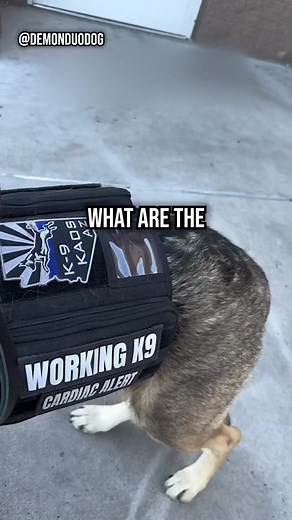 Service Dog Requirements: Qualifying, Training, and Certifications