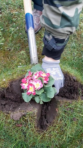 Planting Ideas for Fast and Easy Gardening 🌱🌷