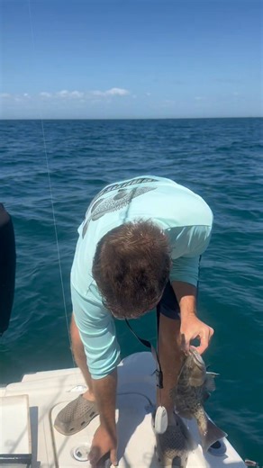 This is how to safely release grouper or snapper you catch offshore with a descending device! #gaggrouper #grouperfishing | Groupermvp