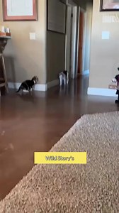 ⚠️ Attention ⚠️ Pets New Enemy 👇 ✨ Your pet gives you endless love ❤️ but invisible EMF radiation from Wi-Fi, phones & gadgets may silently affect their health. 🐶🐾 The Pet EMF Defense Pendant DG 2.0 helps protect them—reducing anxiety, boosting immunity & keeping them calm, happy, and healthy. ✔️ Lightweight & easy to wear ✔️ Backed by 180-day money-back guarantee ✔️ Trusted by thousands of pet parents 💡 Don’t wait until it’s too late—give your furry friend the protection they deserve! 👉 Or