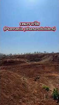 พืชคลุมดินสำหรับสวนทุเรียน เพอราเรีย (Pueraria phaseoloides)