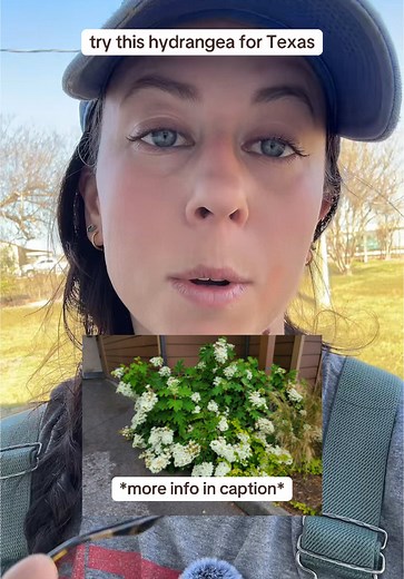 How to Grow Oakleaf Hydrangeas in Texas